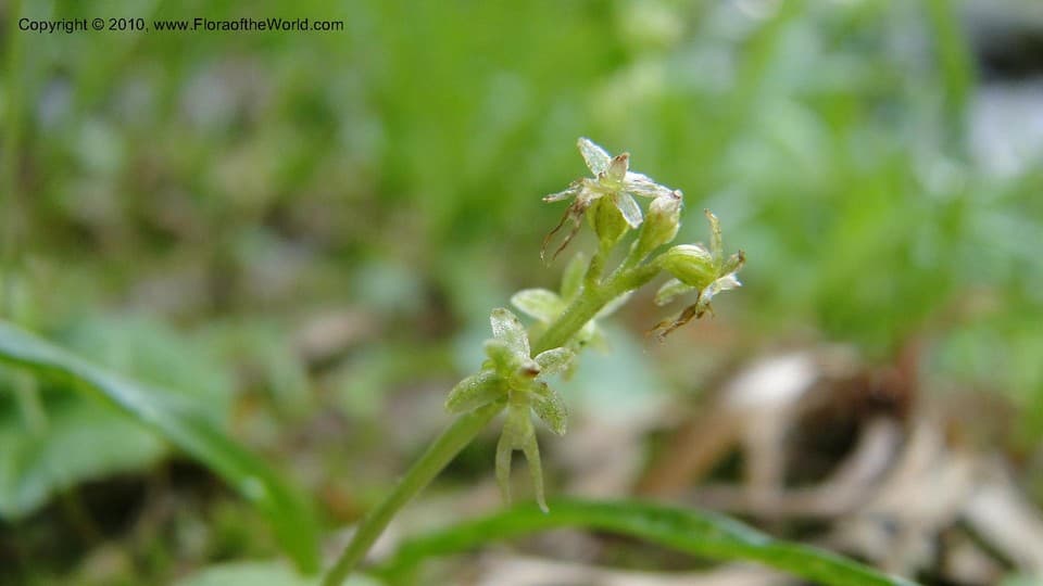 Neottia cordata (L.) Rich.