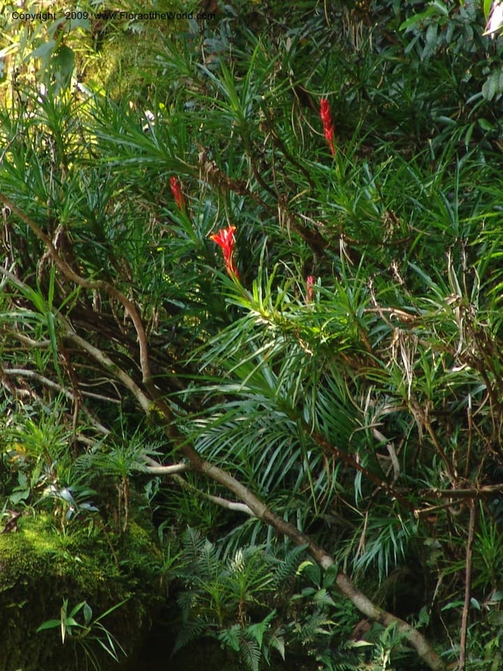 Pitcairnia aphelandriflora Lem.