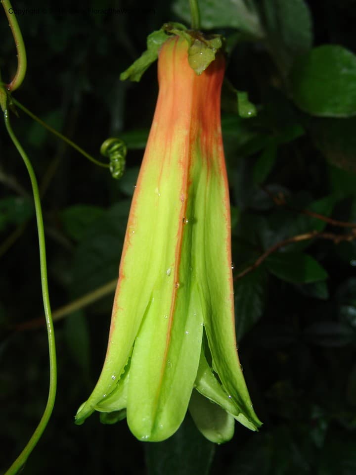 Passiflora andina Killip