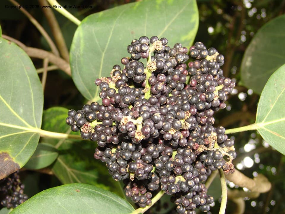 Oreopanax capitatus (Jacq.) Decne. & Planch.