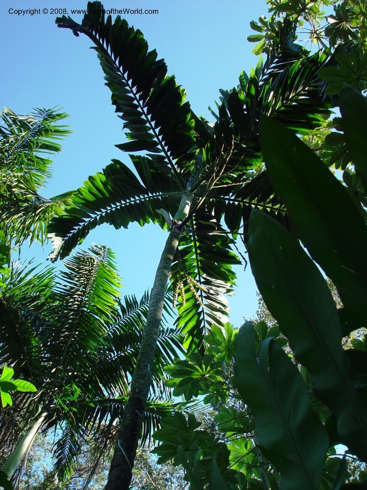 Arecaceae Drymophloeus pachycladus (Burret) H.E. Moore