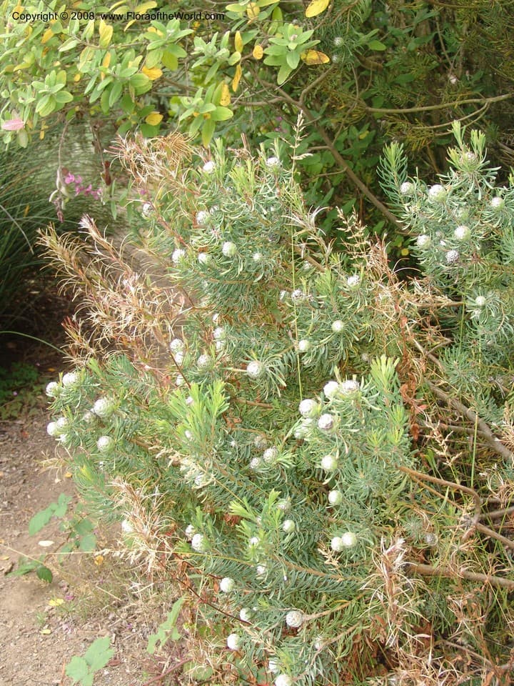 Leucadendron galpinii E.Phillips & Hutch.