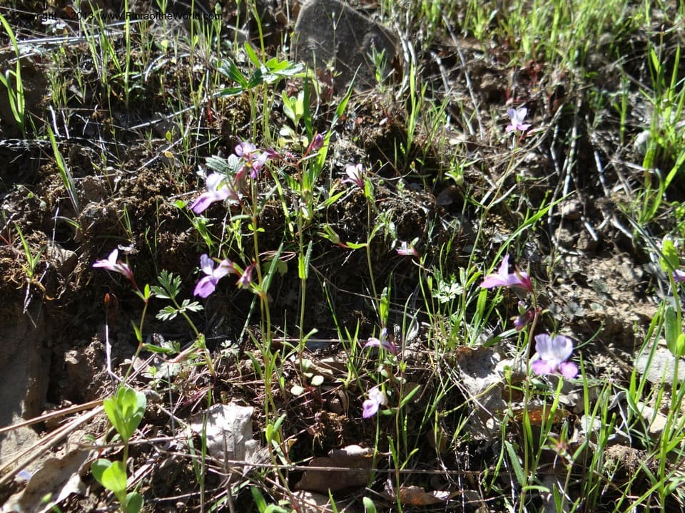 Collinsia sparsiflora Fisch. & C.A.Mey.