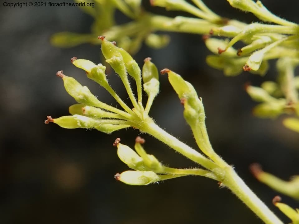 Fraxinus velutina Torr.