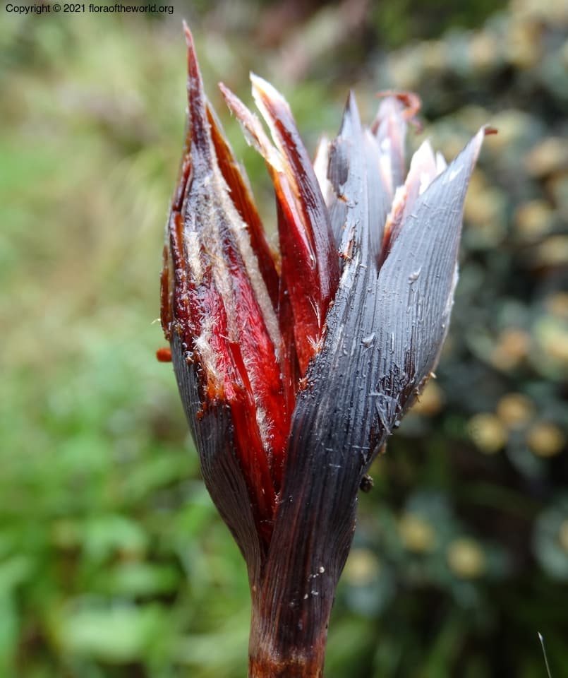 Iridaceae Patersonia neocaledonica Goldblatt & Manning