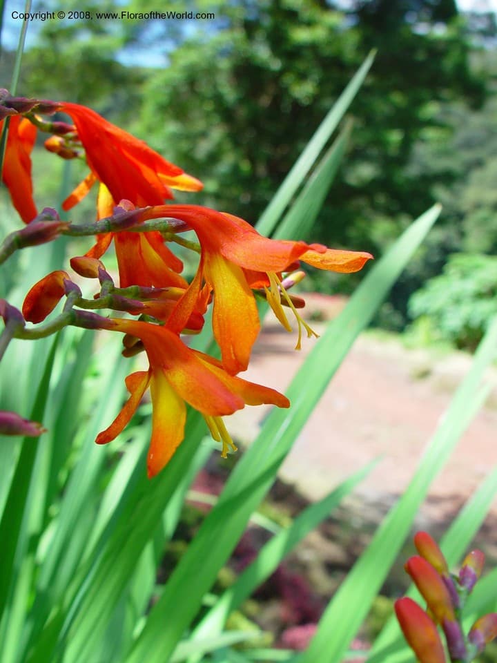 Iridaceae Crocosmia x crocosmiiflora (Lemoine) N.E. Br.