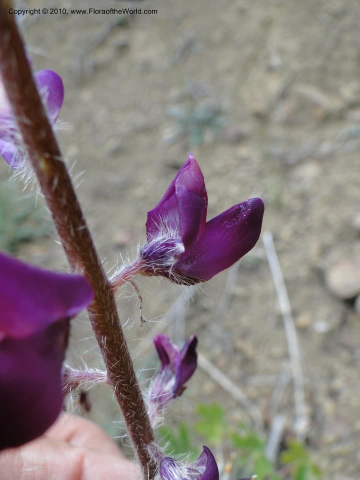 Fabaceae Lupinus hirsutissimus Benth.