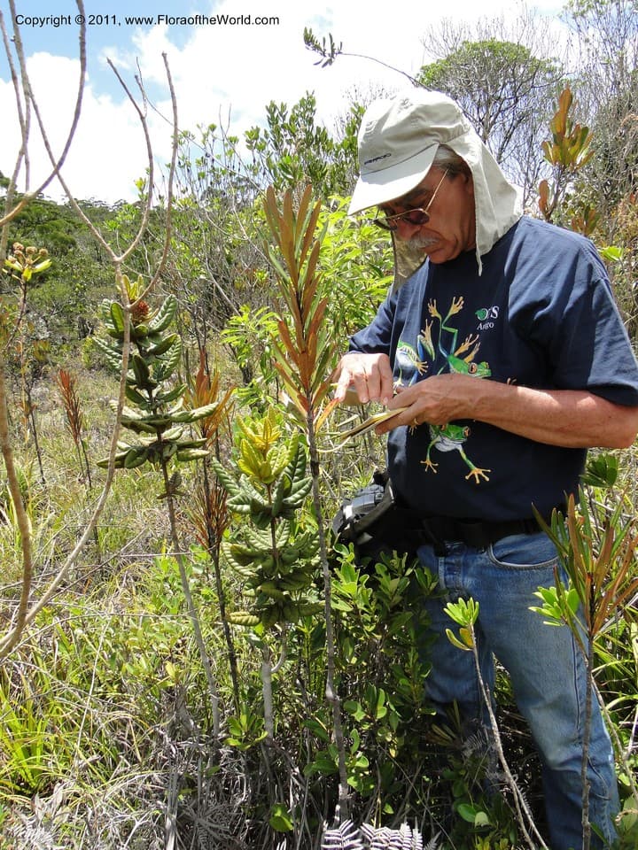 Dr. Christopher Davidson collecting Pancheria hirstua (Cunoniaceae; Lowry II P.P., et al. 7209) in New Caledonia.