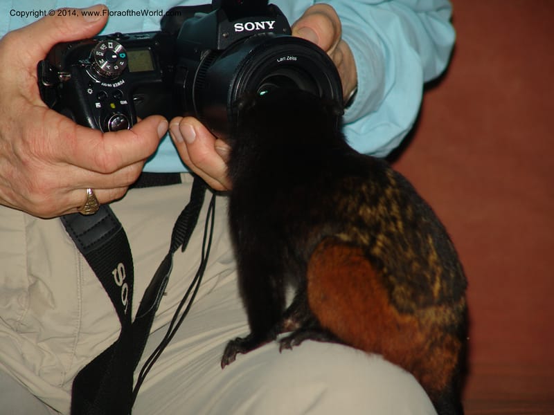 Peru. Edo. Madre de Dios. INKATERRA. Reserva Amazonica. 16 Oct 05. 002 (8).jpg