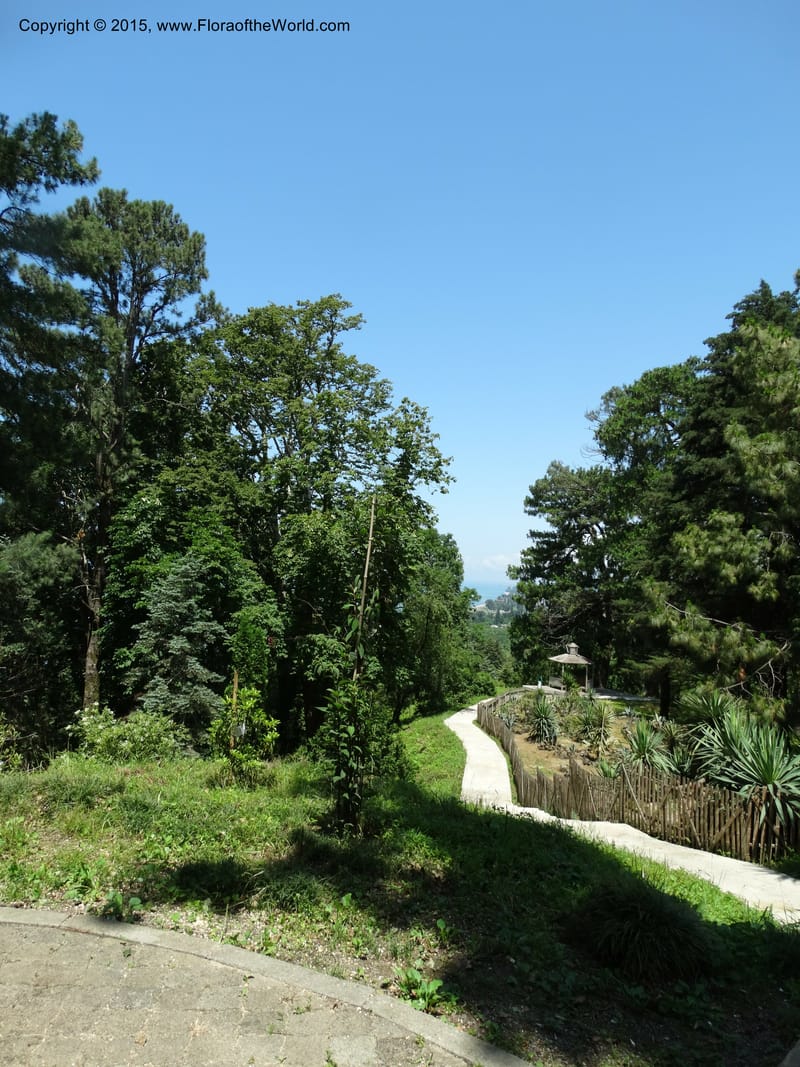 Batumi Botanical Garden. 10 Jun 2014. DSC08235 (103).JPG
