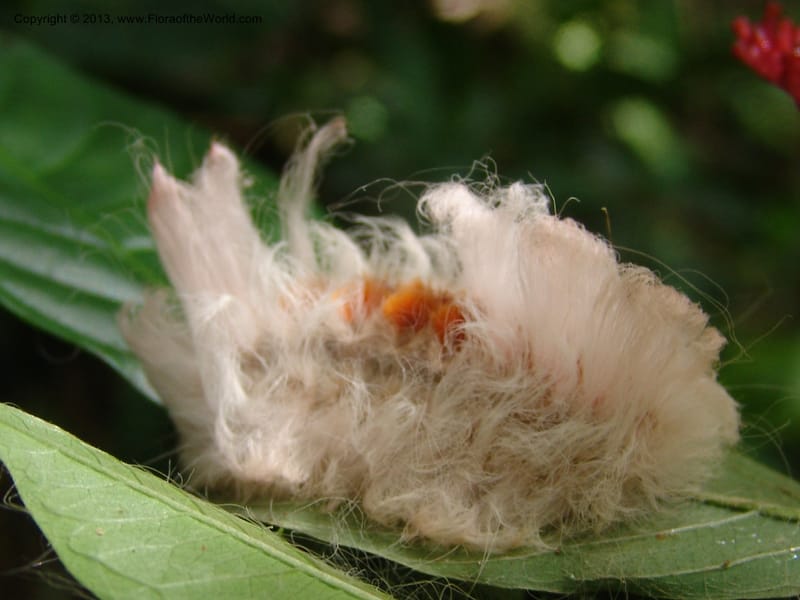 Caterpillar--Peru. Pillcopata. Qbda Sachavacayoc. 29 Oct 07. 046.jpg