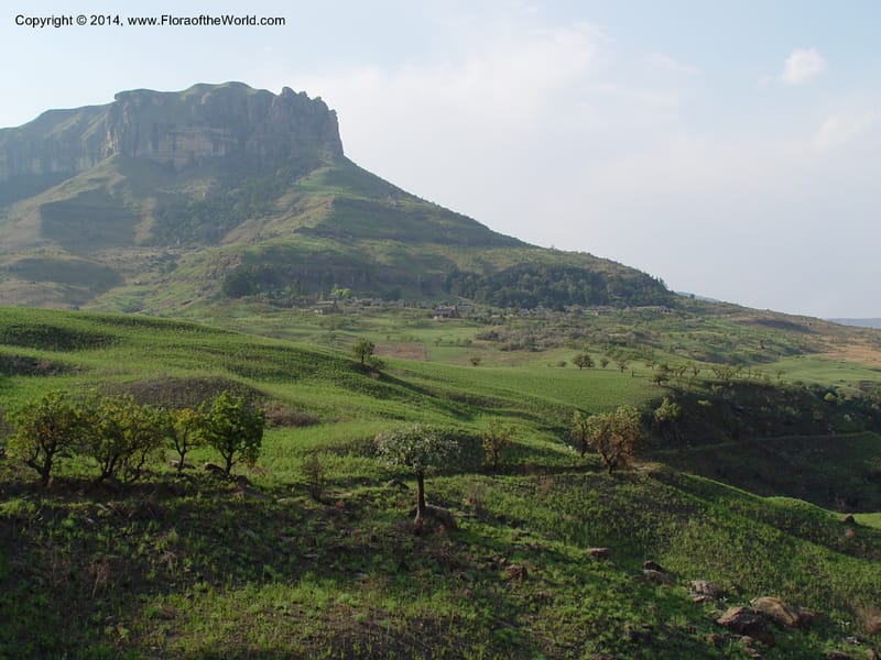 South Africa. Drakensberg Mts. Giants Castle. 4 Oct 2003. 001 (11).jpg