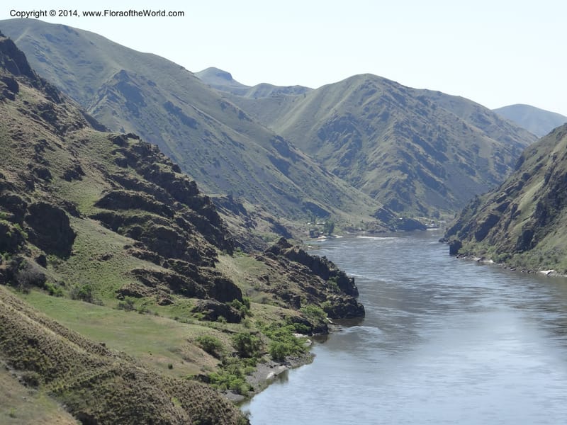 Idaho. Nez Perce Co. Snake R., Lime Point. 8 May 2013. DSC04048 (44).JPG