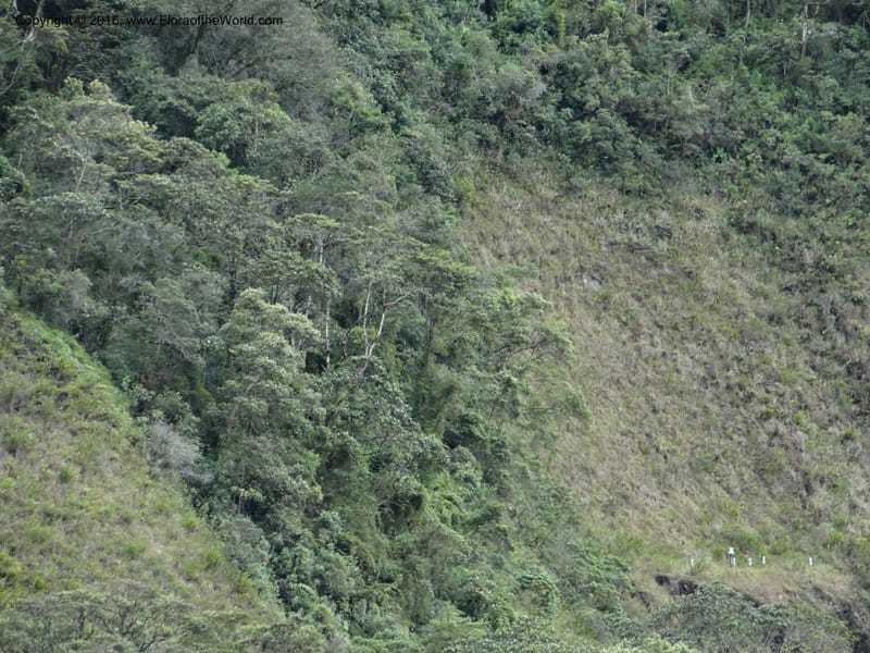 Ecuador. Zamora-Chinchipe. San francisco habitat. DSC05230 (6).JPG