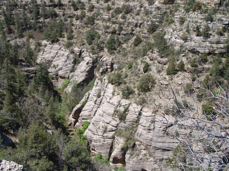 AZ. Coconino Co. Walnut Canyon Nat. Mon. 15 May 06. 020.jpg