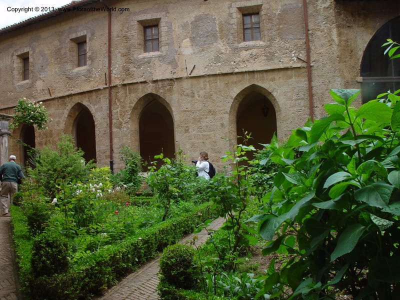 Courtyard garden, the lower monastery at Subiaco--Italy. (3).jpg