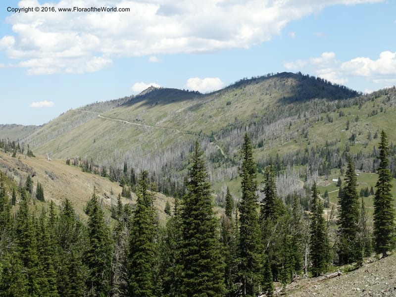 ID. Idaho Co. Seven Devils Mtns. 20 Jul 2015. DSC07745 (201).JPG