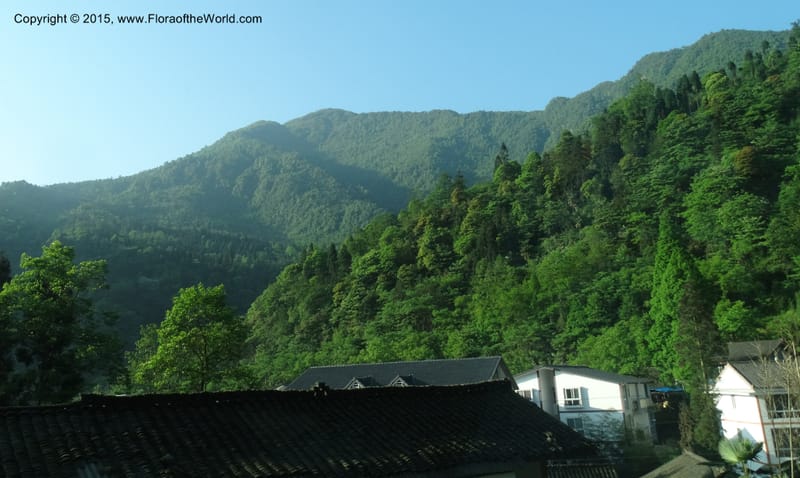 China. Sichuan. Emei Shan. 16 May 2014. DSC06936 (132).JPG