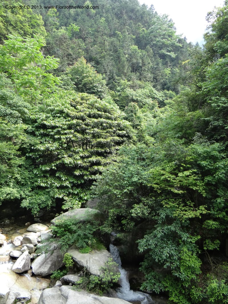 China. Zhejiang Prov. Shunxi Village. 28 May 2012. DSC00347 (309).JPG