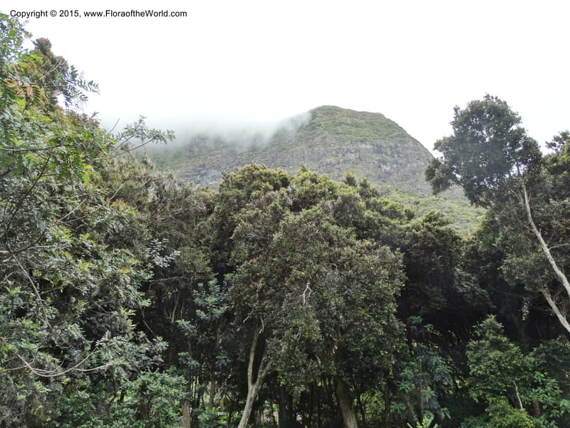 Chile. Juan Fernandez. Plazoleta del Yunque. 20 Nov 2014. DSC05603 (327).JPG