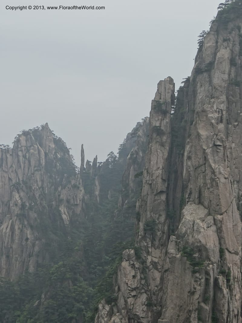 China. Anhui Prov. Huang Shan. 8 Jun 2012. DSC02431 (203).JPG