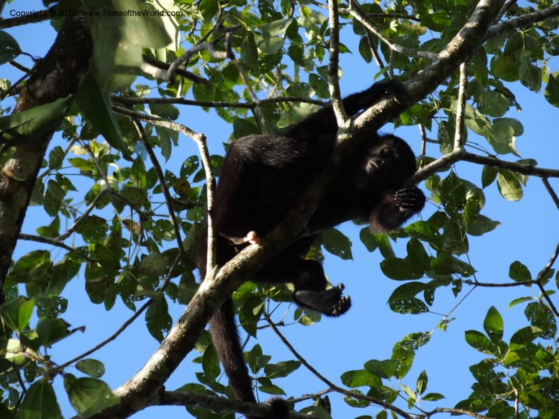 Howler monkey--Mexico. Chiapas. Bajlum Pakal. 16 Feb 2012. DSC02400 (77).JPG