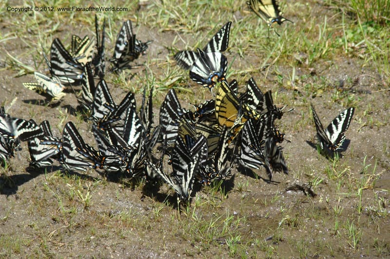 Idaho. Idaho Co. Salmon River. Shepp Ranch. 28 May 2009. 043.jpg