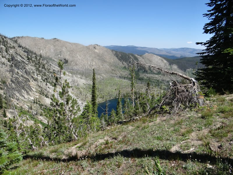 ID. Idaho Co. Josephine Lake. 1 Aug 2012. DSC03965 (53).JPG