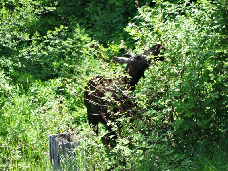 Idaho. Valley Co. Payette Lake. Sylvan Reservoir. 13 Jul 2014. DSC09715 (11).JPG