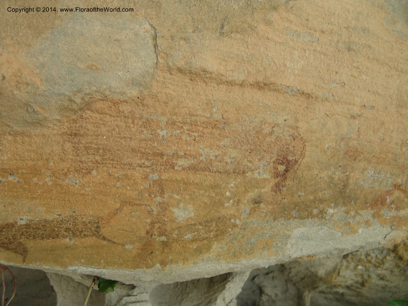 So.Africa. E. Cape. Moonstone Farm, Quanti Area, Stut. 8 Mch 05. 101 (33).jpg