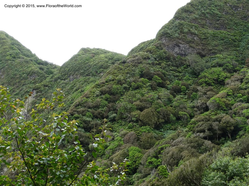 Chile. Juan Fernandez. Mirador Selkirk. 23 Feb 2015. DSC09106 (179).JPG