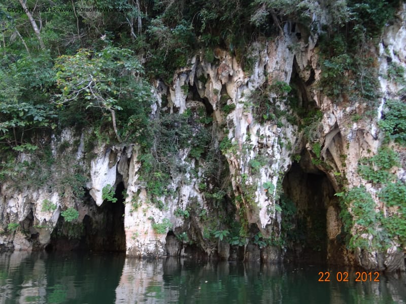 Habitat--Mexico, Chiapas, El Ocote, rio de la Venta 22 Feb 2012  3825 (1).JPG