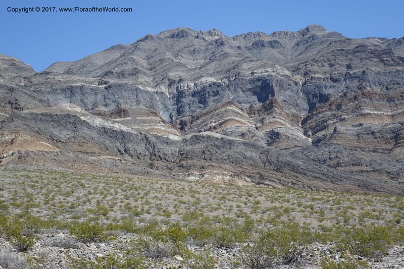 California. Inyo Co. Last Chance Mts. 16 Apr 2016.  (14).JPG