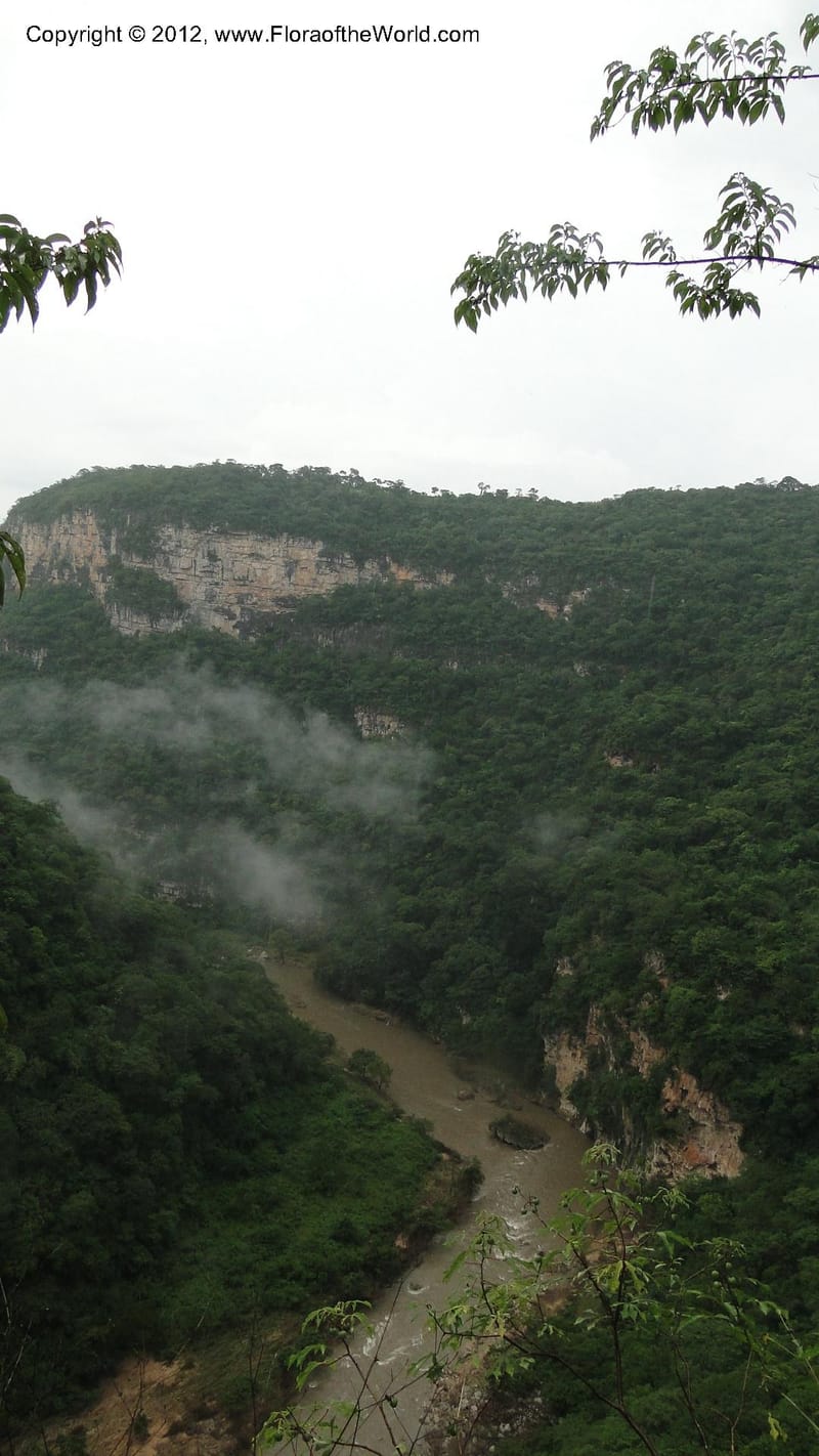 MX. Chiapas. Selva el Ocote. Cascadas el Aguacero. 18 Sept 2010. 327 (29).jpg