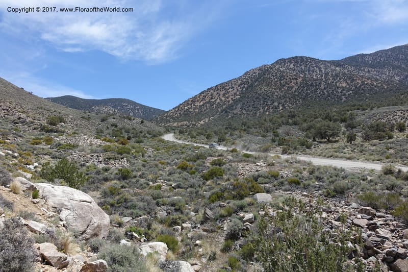 California. Inyo Co. Mahogany Flat Rd. Stop 1. 19 Apr 2016. DSC01513 (104).JPG