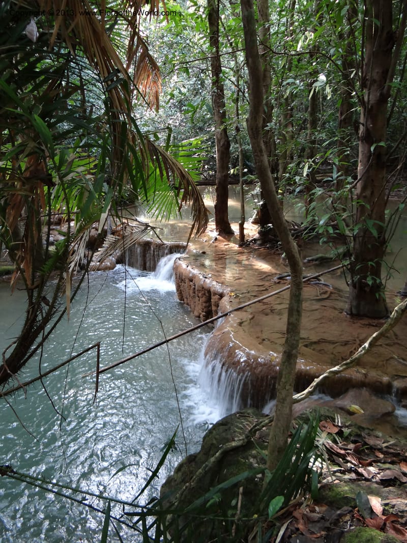 Thailand. Trang Prov. Khao Pra Bang Kram Wildl. Sanctuary. 16 Nov 2012. DSC0 (39).JPG