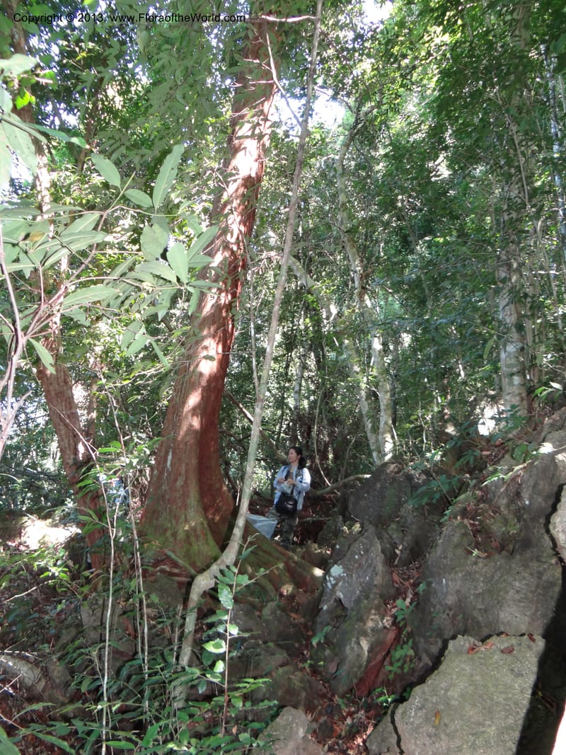 Thailand. Surat Thani Prov. Khlong Phanom Nat. Park. 15 Nov 2012. DSC09389 (114).JPG
