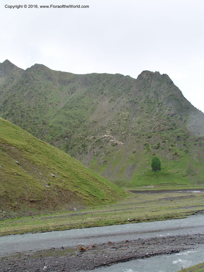 Georgia. Kazbegi region. Kora Gorge. 3 Jun 05. 198.jpg