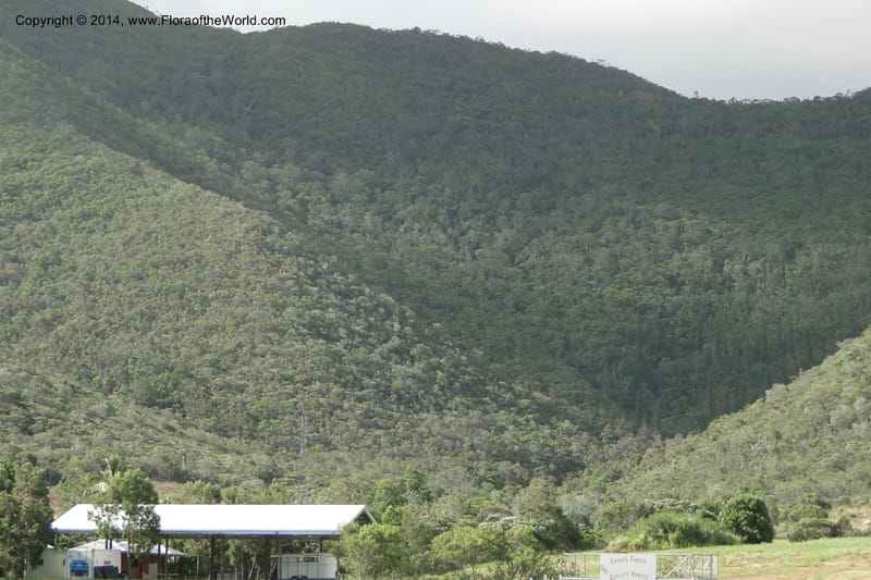 New Caledonia. Mine St. Louis Boulinda. 18 Feb 2011. 220.jpg