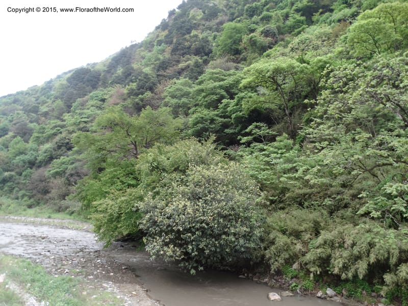 China. Sichuan. GuoBaiAn to YangLiuPing. 14 May 2014. DSC06781 (87).JPG