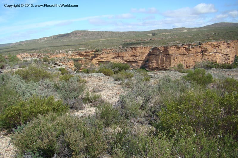 South Africa. Northern Cape. Papkuilsfontein. 26 Aug 09. 147.jpg