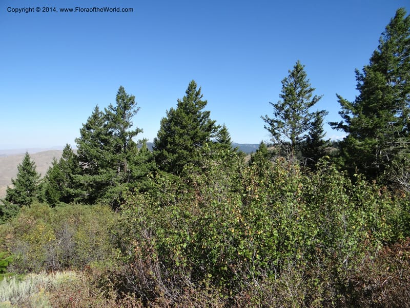 ID. Ada County. Idaho Bird Observ. Lucky Peak. 16 Sep 2013. (60).JPG