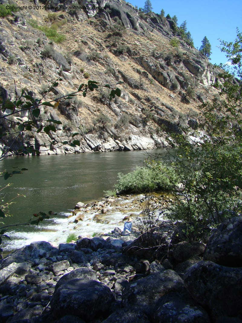 Chamberlain Cr.--ID. Idaho Co. Main Salmon River. 26 Aug 08. 095.jpg