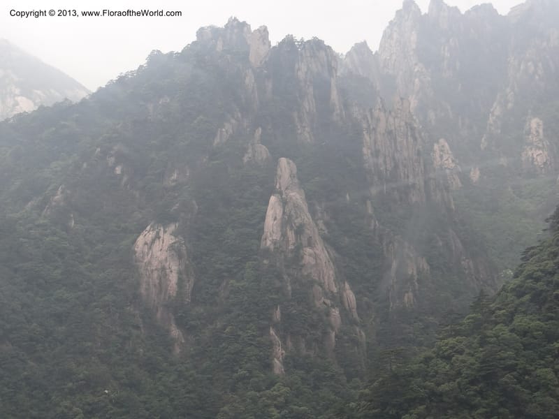 China. Anhui Prov. Huang Shan. 8 Jun 2012. DSC02431 (179).JPG