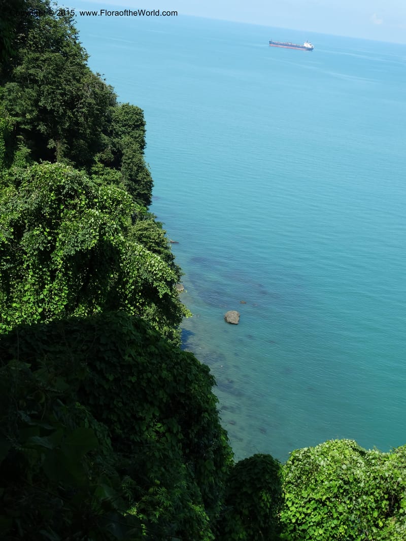 Batumi Botanical Garden. 10 Jun 2014. DSC08235 (22).JPG