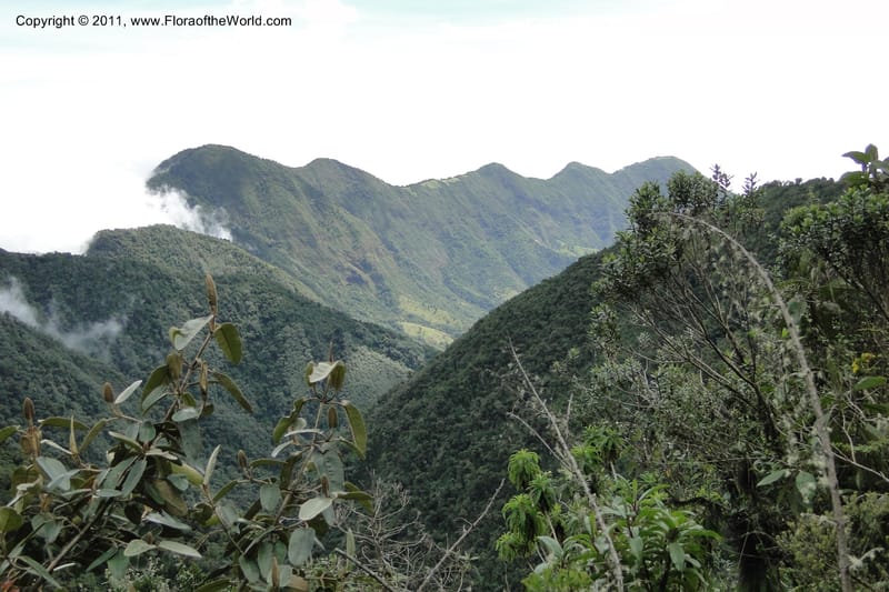Ecuador. Pichincha. Reserva Yanacocha. 11 Jun 2011. 241.jpg