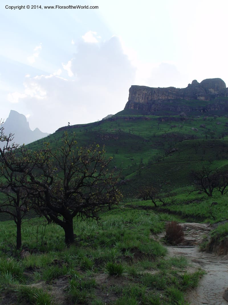 South Africa. Drakensberg Mts. Giants Castle. 4 Oct 2003. 001 (13).jpg