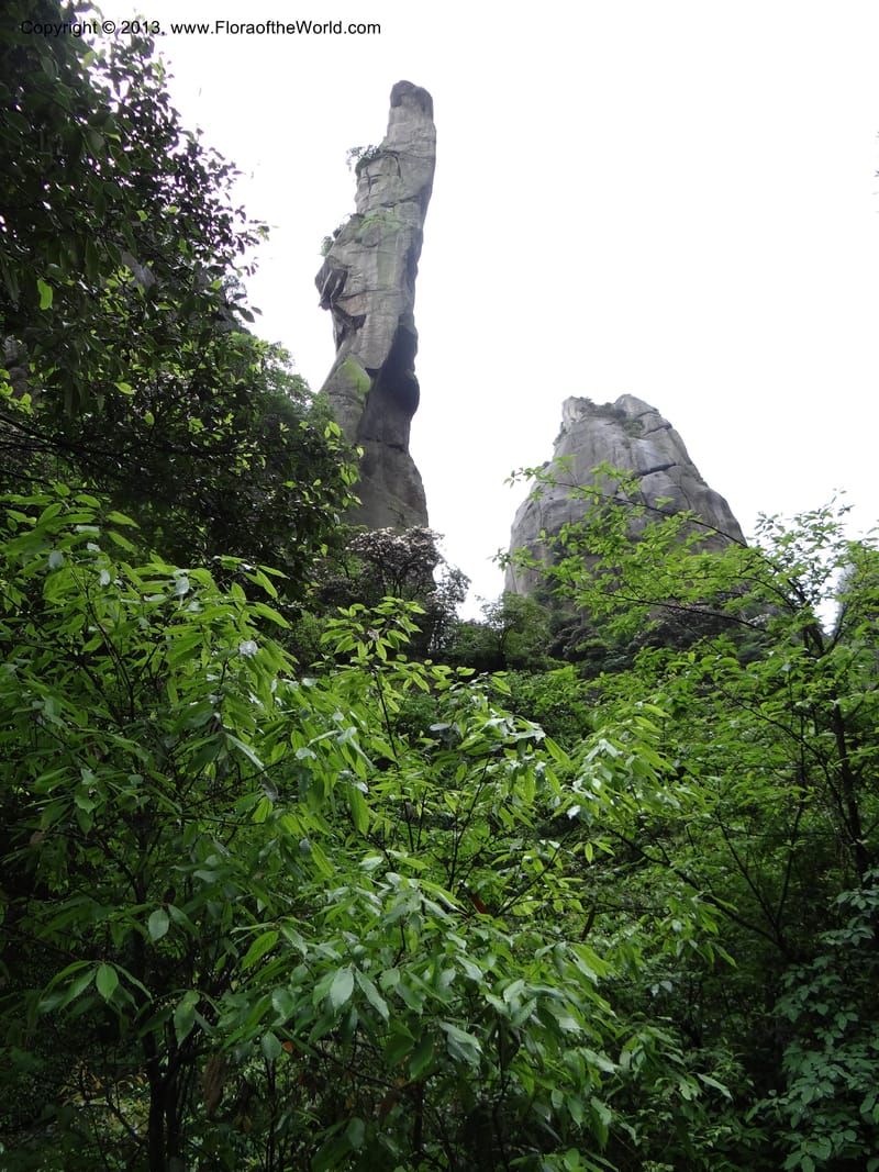 China. Anhui Prov. San Qing Shan. 4 Jun 2012. DSC01825 (36).JPG