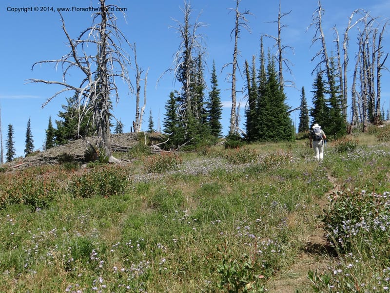 ID. Idaho Co. Lava Ridge Trail. 21 Aug 2013. DSC07258 (80).JPG
