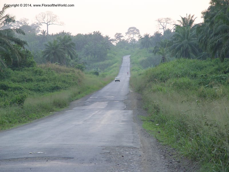 Cameroon. Mt. Cameroon. 6 Dec 03. 201.jpg